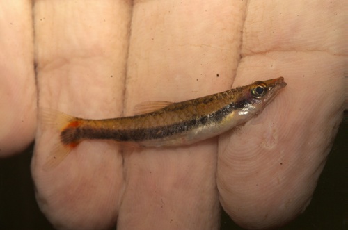 Double striped pencilfish (Nannostomus bifasciatus) — Lebiasinidae