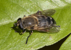 Polydontomyia curvipes