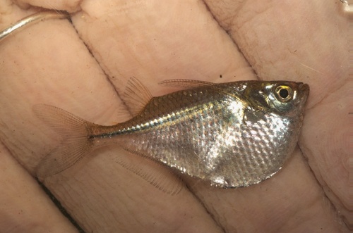 Common hatchetfish (Gasteropelecus sternicla) — Gasteropelecidae — 2
