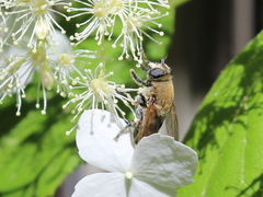 Polydontomyia curvipes
