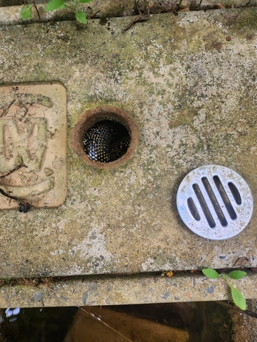 Diamond Python sighting