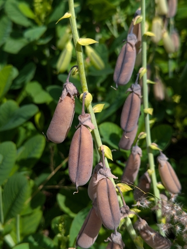 Crotalaria spectabilis observed 2024-10-20