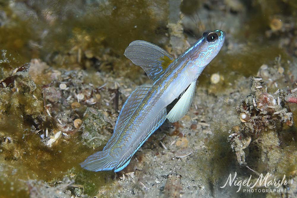 Majestic Shrimpgoby