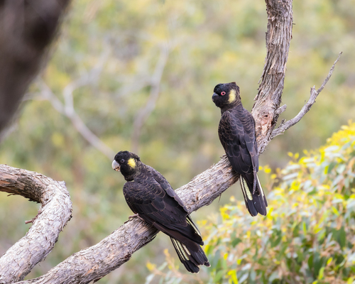 Yellow-tailed Black Cockatoo, photo 2 of 7