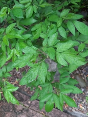 Ohwia caudata