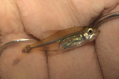 Boeseman's tetra (Hemigrammus boesemani) — Characidae — 5