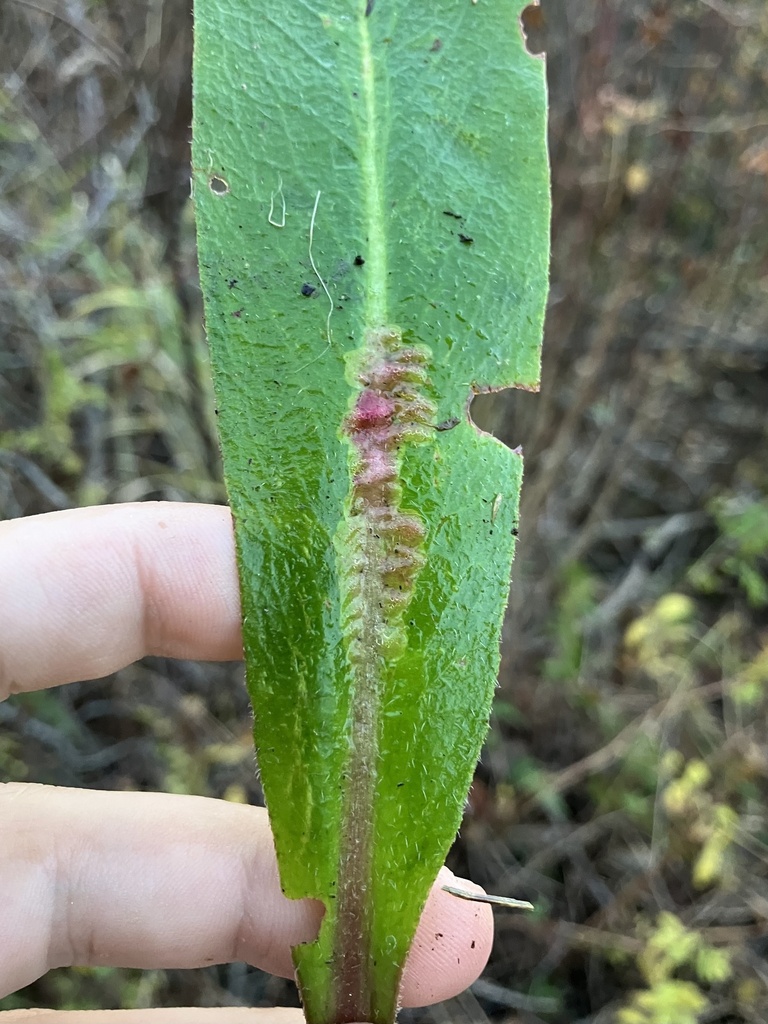 Phytomyza palustris