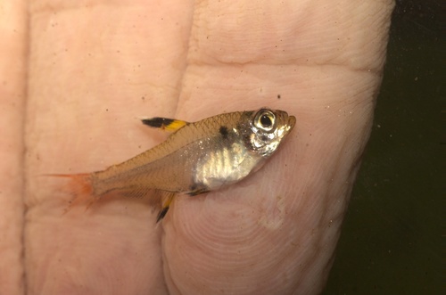 X-ray tetra (Pristella maxillaris) — Characidae — 2