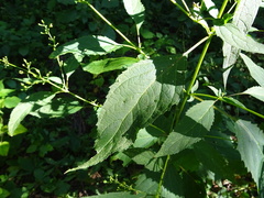 Scrophularia lanceolata