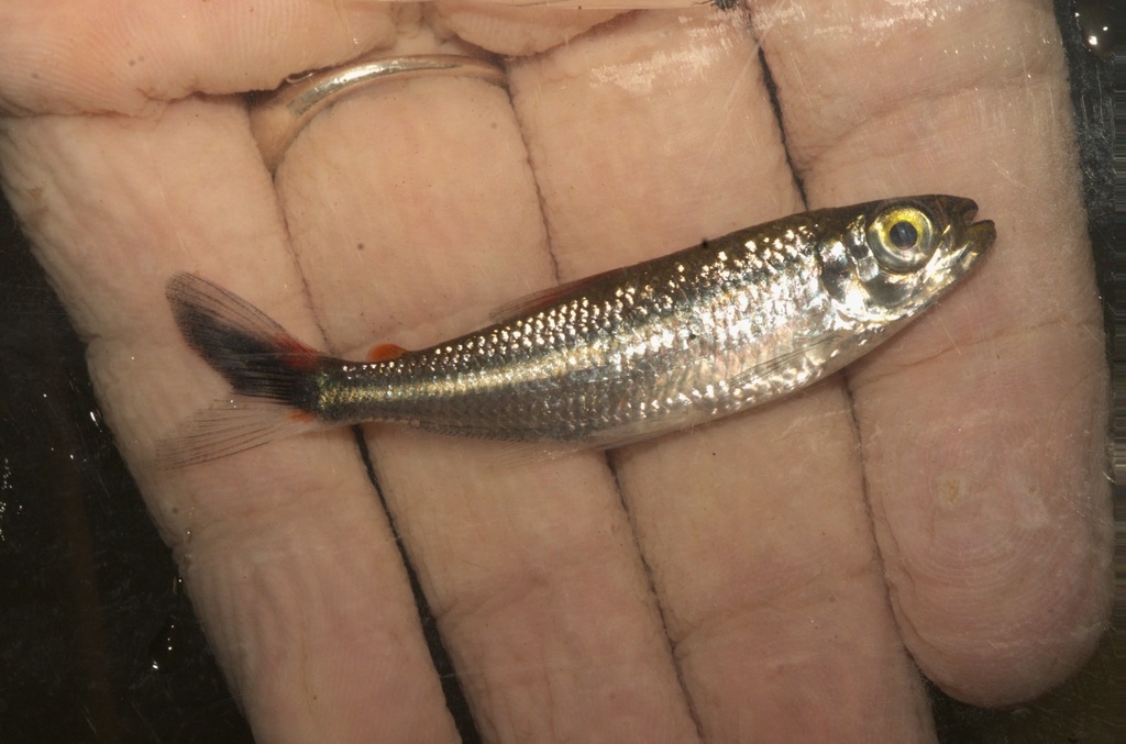 Bryconops florenceae