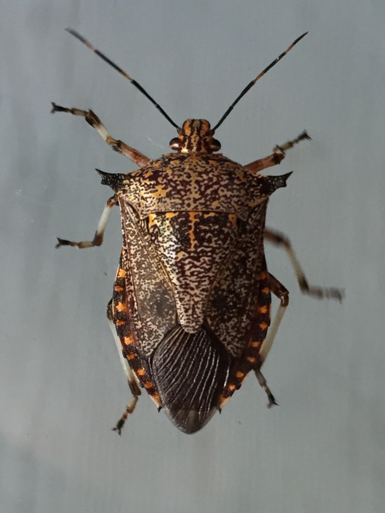 Predatory Stink Bugs