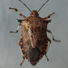 Predatory Stink Bugs - Photo (c) David Gardner, some rights reserved (CC BY-NC), uploaded by David Gardner