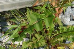 Rumex occidentalis