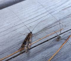 Macrostemum zebratum