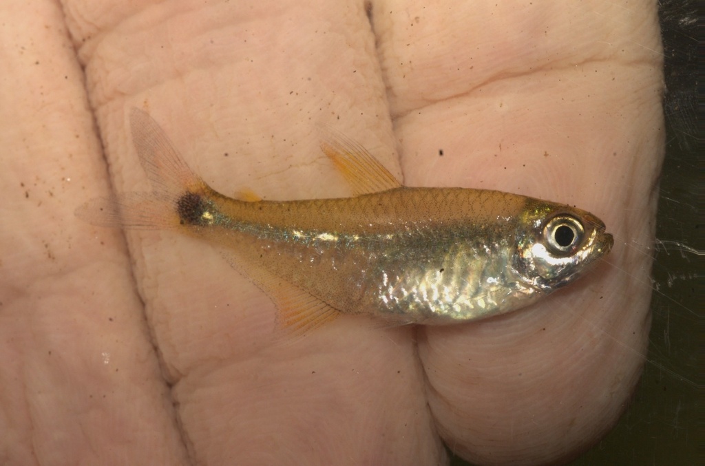 Hyphessobrycon sovichthys