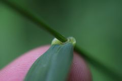 Elymus hirsutus