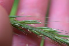 Elymus hirsutus