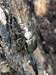 Osmoderma scabra