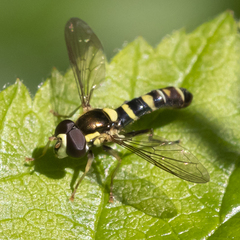 Sphaerophoria novaeangliae image