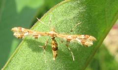 Geina periscelidactylus