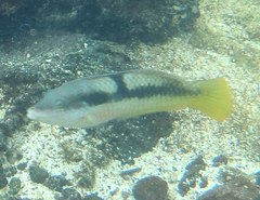 Halichoeres nicholsi