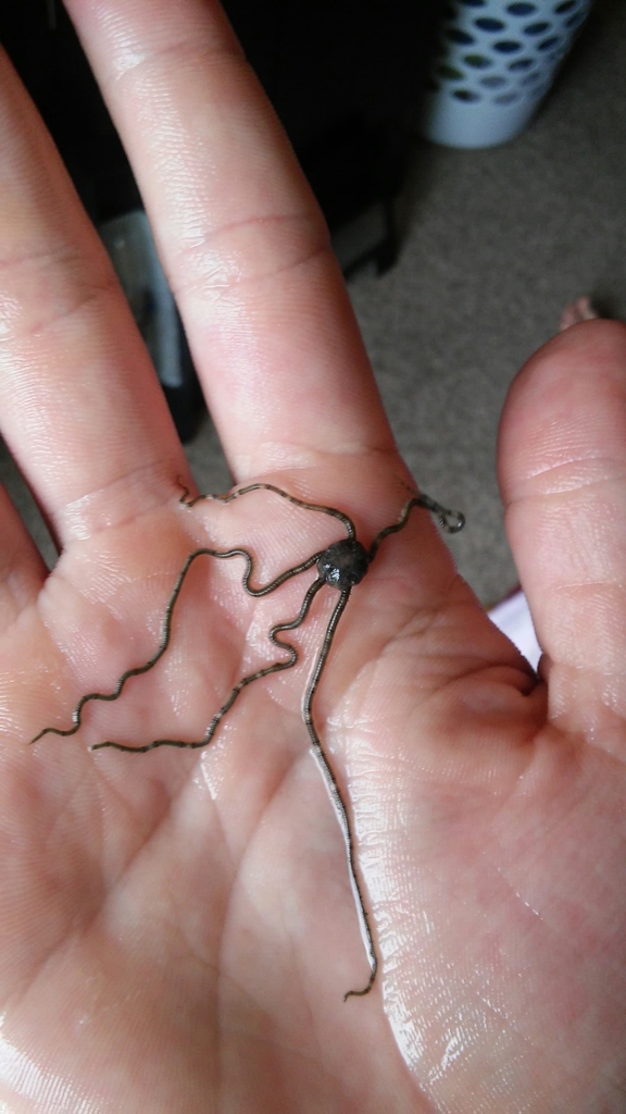 Ophiophragmus filograneus