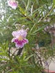 Chilopsis
