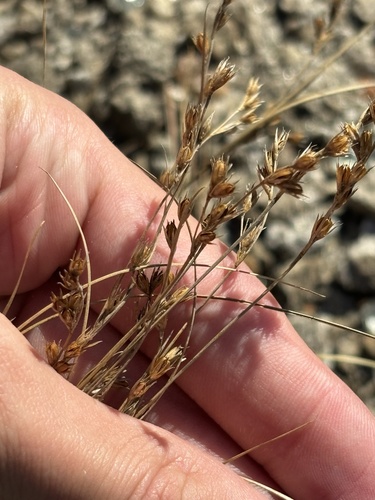 Image of Juncus georgianus by (c) Kristály Cravens-Liszak, some rights reserved (CC BY)