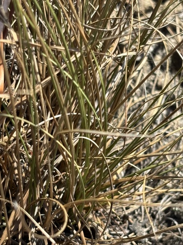 Image of Juncus georgianus by (c) Kristály Cravens-Liszak, some rights reserved (CC BY)