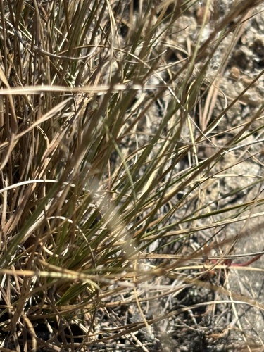 Image of Juncus georgianus by (c) Kristály Cravens-Liszak, some rights reserved (CC BY)