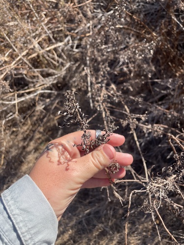 Image of Artemisia palmeri by (c) mel letterman, some rights reserved (CC BY)