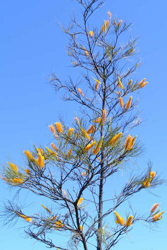 Image of Flame Grevillea (Grevillea excelsior) by (c) Peter Crowcroft, some rights reserved (CC BY)