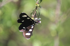 Alypiodes bimaculata