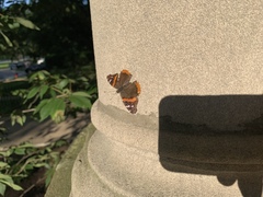 Vanessa atalanta