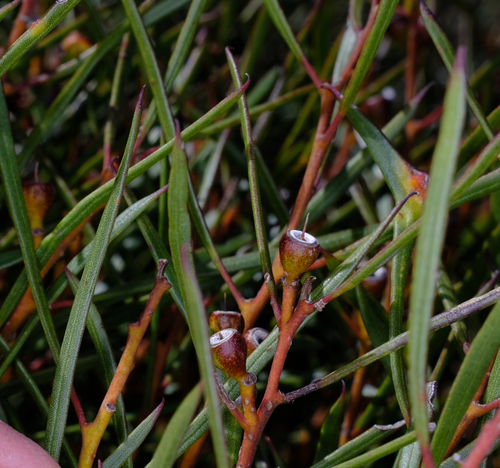 Image of Eucalyptus perangusta by (c) Peter Crowcroft, some rights reserved (CC BY)
