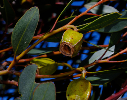 Image of Flat-Budded Fuchsia Gum (Eucalyptus forrestiana) by (c) Peter Crowcroft, some rights reserved (CC BY)