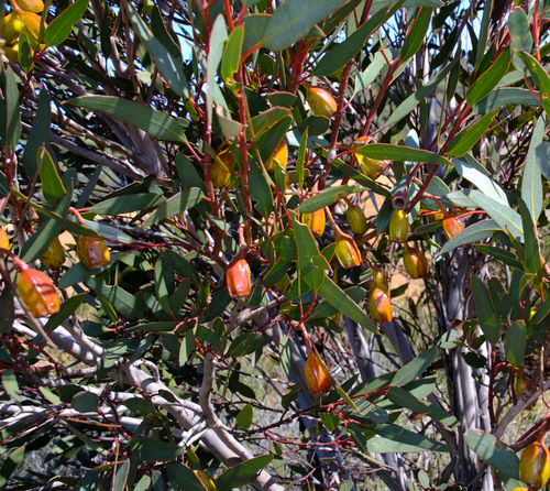 Image of Eucalyptus forrestiana by (c) Peter Crowcroft, some rights reserved (CC BY)