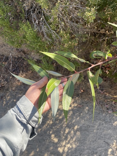 Image of Salix laevigata by (c) mel letterman, some rights reserved (CC BY)