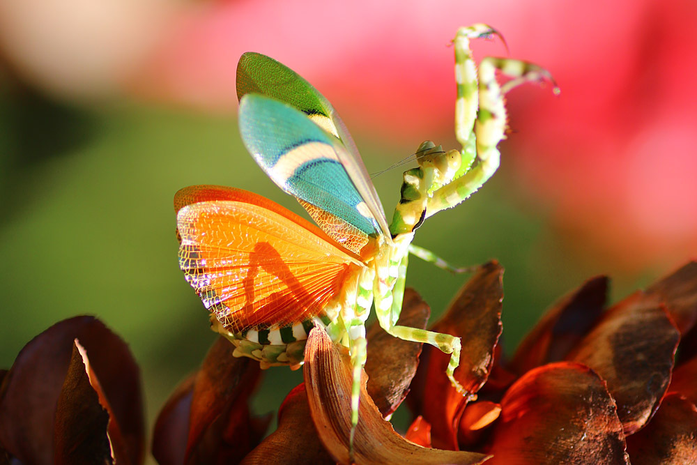 Banded Flower Mantis from Kampung Raja, 39000 Tanah Rata, Pahang, 马来西亚 ...