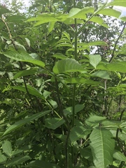 Sambucus racemosa melanocarpa