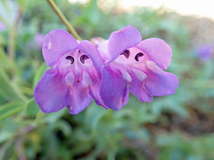 Penstemon azureus