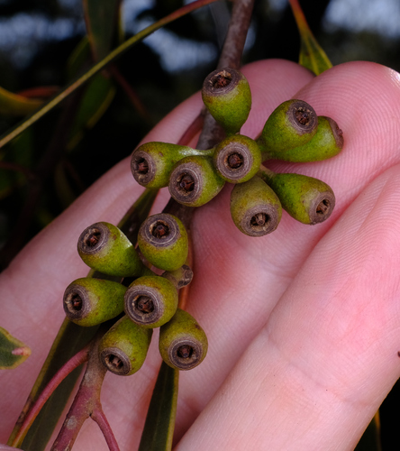 Image of Esperance Plains Mallee (Eucalyptus tumida) by (c) Peter Crowcroft, some rights reserved (CC BY)