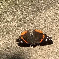 Vanessa atalanta