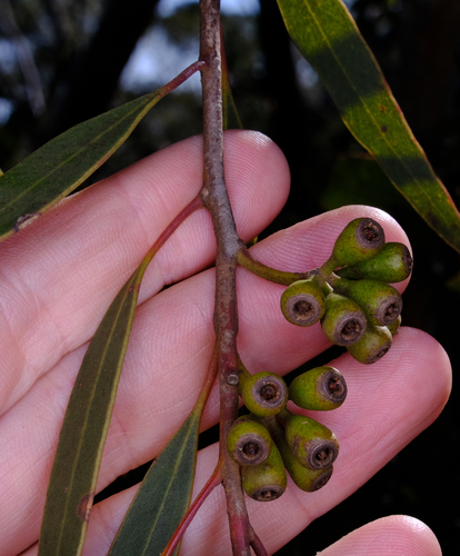 Image of Eucalyptus tumida by (c) Peter Crowcroft, some rights reserved (CC BY)
