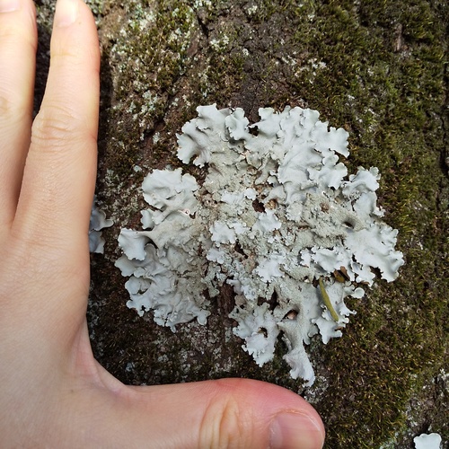 Parmotrema tinctorum