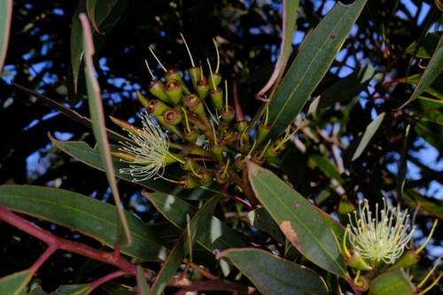 Image of Eucalyptus tumida by (c) Peter Crowcroft, some rights reserved (CC BY)