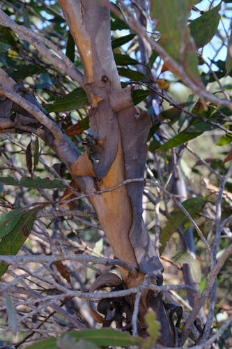 Image of Eucalyptus tumida by (c) Peter Crowcroft, some rights reserved (CC BY)