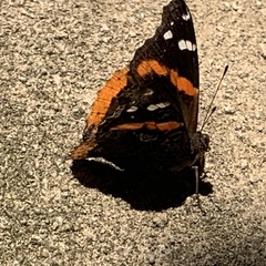 Vanessa atalanta
