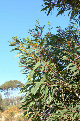 Image of Eucalyptus tumida by (c) Peter Crowcroft, some rights reserved (CC BY)