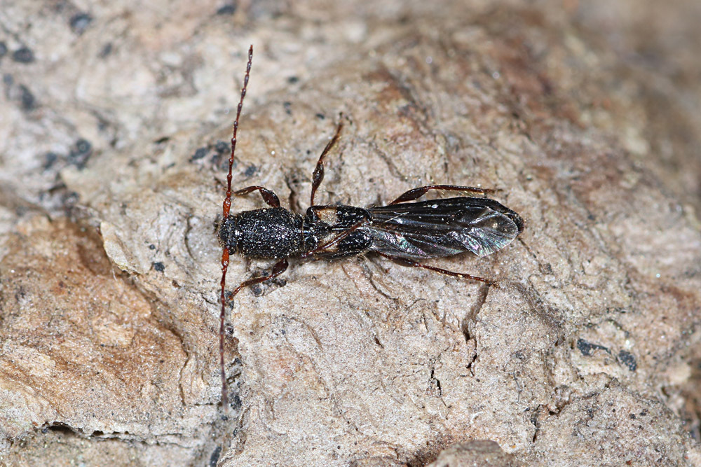 Leptepania japonica